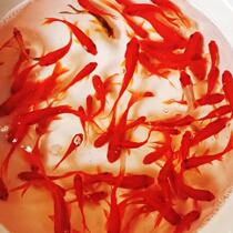 New small carp live fish seedling fish seedling cold fish feed small gold red grass gold freshwater fish