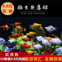 New spectators gave birth to fish and black Mary fish skin ball Mary fish moonfish tropical fish pet living fish