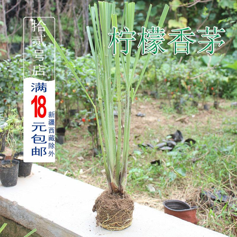 Champignon flower pot - lemon roasted lemon citronella grass seedling tea vanilla cuisine cooking