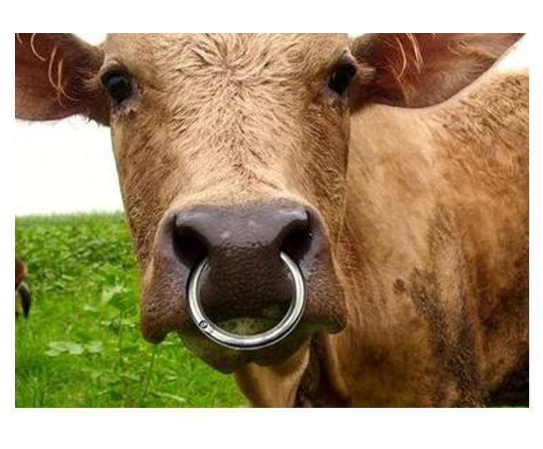 大号锻打碳钢牛鼻环免打孔自动牵引栓口牛鼻圈牛鼻穿