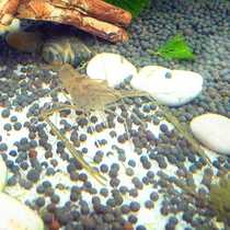 Ornamental shrimp live Chinese small arm shrimp big eye thief live freshwater shrimp clean cold water ornamental shrimp special offer