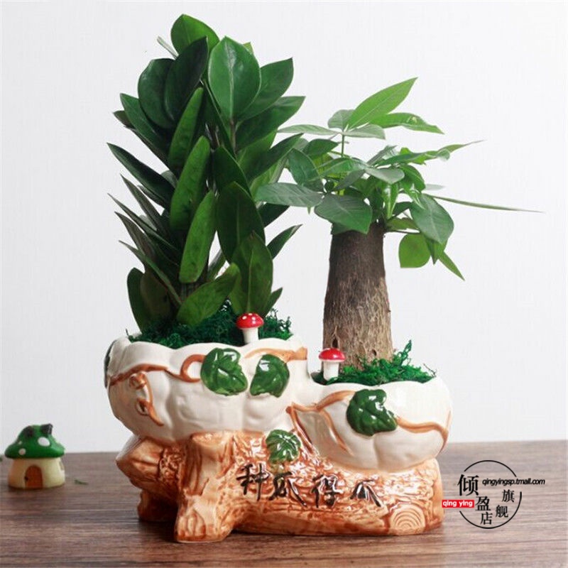 Rich tree potted indoor potted transshipment bamboo green, the plants, plant office podocarpus miniascape ceramic flower pot