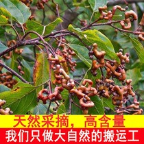 Jujube fresh and dried natural Wanshou fruit chicken claws pear zizzu Golden Hook Wine raw material special natural jujube