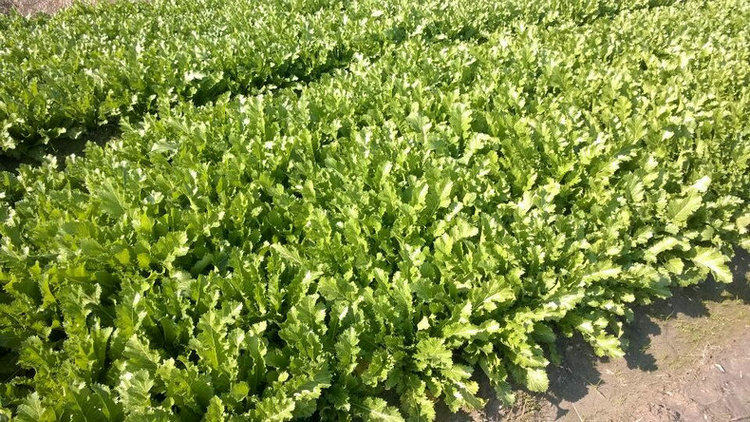 【天天特价】2斤梅干菜正宗绍兴新鲜浙江梅菜干扣肉干货免洗包邮