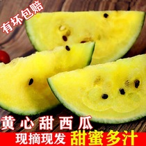 Selenium-rich fresh and sweet juicy special Phoenix yellow heart yellow meat watermelon 5kg thin skin fresh fruit non-unicorn melon 8424