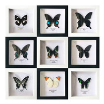 Butterfly specimen photoframe real butterfly specimen teaching science household furniture hanging painting painting wedding birthday present