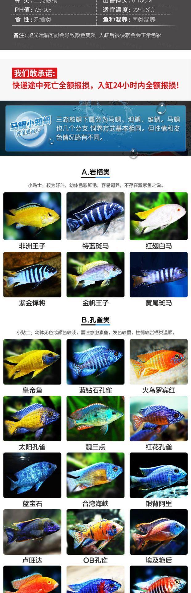 马鲷鱼品种介绍【图】图片