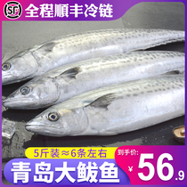 Qingdao big mackerel sea catch fresh frozen aquatic products Fresh seafood mackerel deep sea fish Whole big mackerel sea fish