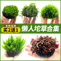 Fish tank water grass Tuo grass plant live oxygen fresh water novice Lazy water Banyan tree landscaping Hydroponic water grass without bottom sand