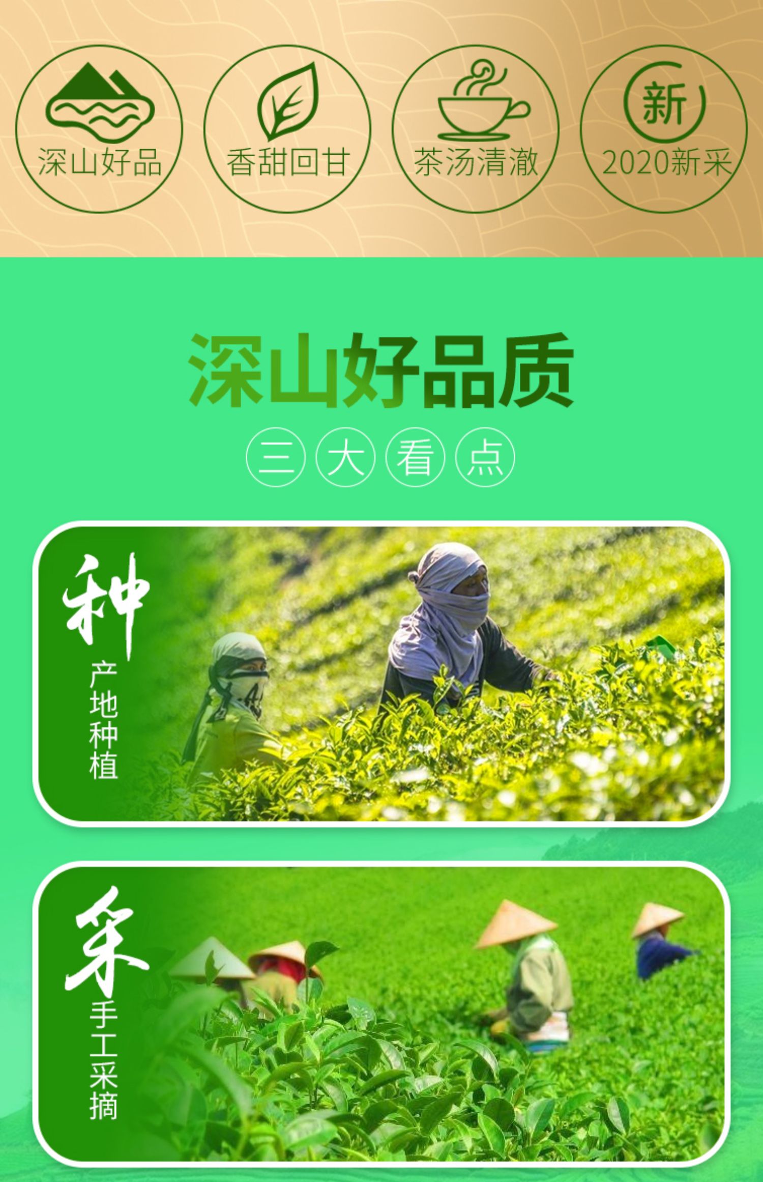 【雾中皇】罐装碧螺春绿茶