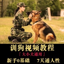 Dog training video tutorial dog training teaching Teddy De Mu Golden zero basic correction training U disk 64G content customization
