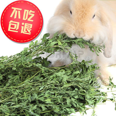 包邮苜蓿草2020年新草兔子龙猫牧草兔粮豚鼠荷兰猪饲料幼兔干草