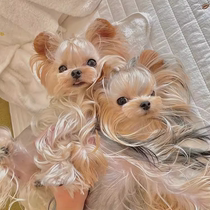 Purebred Yorkshire terrier puppies live pet dogs Korean golden head snow white silver back double pedigree ultra-small teacup kennel
