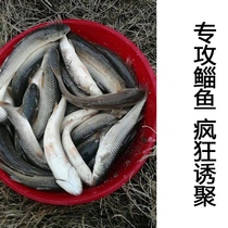 Small herb fish wild fishing formula Fish food particles barracuda sea bass package Mullet fishing special bait nest perch