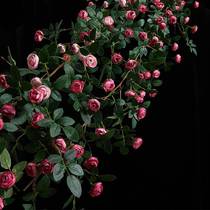 Simulation rose vine fake flower rattan air-conditioning fence hanging flower decoration vine pipe plastic high-grade wall cover