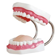 Tooth model mold Tooth care health care model enlarged 5 times large tooth cleaning teaching mold Oral care