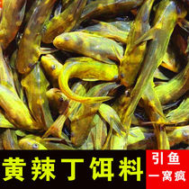 Fishing for Yellow Hot Ding Divine Instrumental Fishing Supplies Large Total Bait Opening Agent Small Drug Black Pit Special Yellow Tailed Yellow Sangong Stab