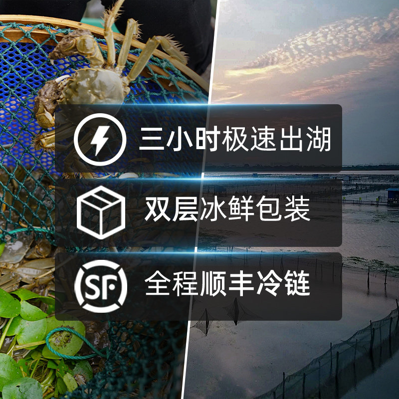 福岁乐 鲜活清水大闸蟹 公3.2两+母2.2两共8只 双重优惠折后￥99.35包邮 88VIP会员还可95折