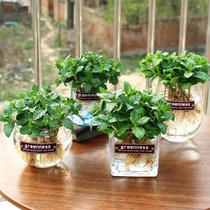 Edible potted plants to eliminate mosquitoes Mint pots Anti-mosquito flowers and plants Pure hydroponic water cultivation Edible large leaves