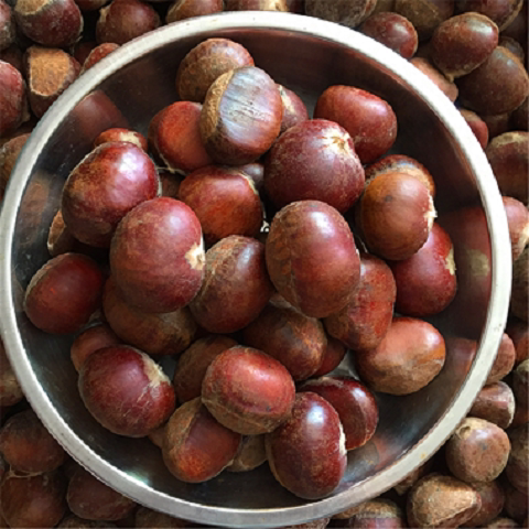 板栗今年新货新鲜罗田红壳易剥现摘现发生毛油甘即食板栗