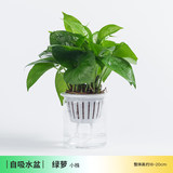 多种盆栽绿植可选券后6.9元起包邮