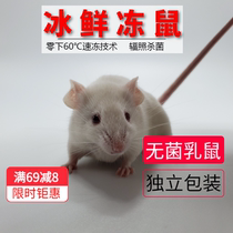 Sterile Frozen Little White Rat Into Body Subs Breeding Group Cisfeng Vacuum Packed Pig Nose Corn Snake Food