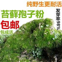 Moss sporadine powder grass seed bonsai micro-landscape flower pot paved with sun-proof mountain epiphany artificial green toss