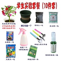 Spring Fengxian Flower Seed Seeds Elementary School Students Science Experiment Suit School Package Four Seasons Flowering Seed Indoor Potted Plant