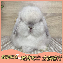 Rabbit living animal dwarf rabbit long-haired Dodge mini phoenix eyes imported purebred small cat cat lop ear pet rabbit living body
