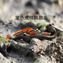 Desalate mudsked live red fin jumping fish ornamental pet freshwater fish amphibious native fish feed