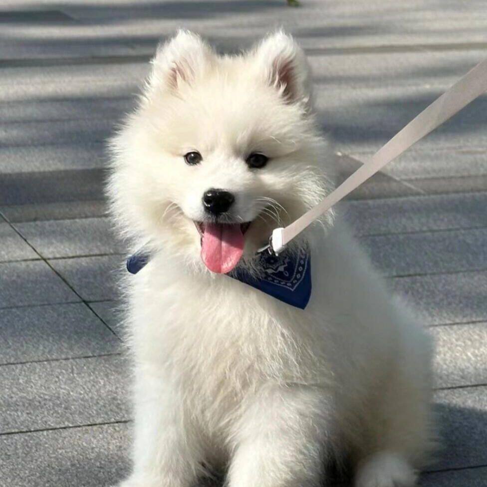 萨摩幼犬超萌雪橇犬伴侣犬小狗宠物犬健康活物便宜爆毛家庭白色狗