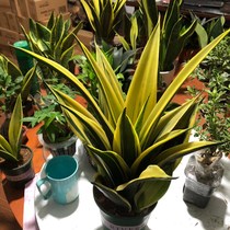 Gold Lanbai Yulan Phnom Penh Tiger Piran Water Cultivation Rare Breed Indoor Potted formaldehyde Radiation Protection