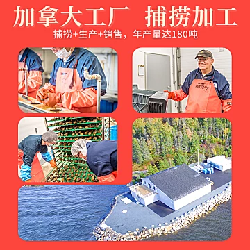 【真海参】加热即食加拿大海参小米粥4盒装[20元优惠券]-寻折猪