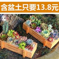Multi-meat Gift Box Plant Theory for High-end Birthday Gifts Special Clear Pot and Taiwan Combination