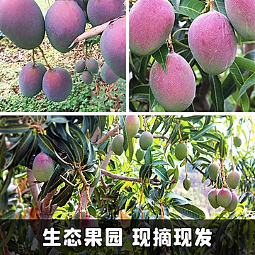 四川攀枝花凯特芒大芒果[15元优惠券]-寻折猪