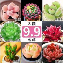 Multi-meat multimeat plant designation variety ruby peach egg jade dew raw stone flower combined green plant potted plants