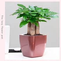 Hair Treasure Tree Potted Indoor Living Room Table Top Green Plant Small Potted Plant Large Hair Chaemiao Sapwood Aspiration Chaetree Suction Formaldehyde Plant