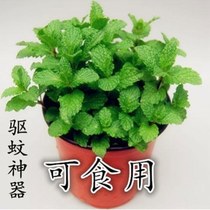 Mint Potted Plant Edible Mint Miao Office Balcony Plant Mosquito Repellent Grass Mint Fry Green Plant Purifying Air Room