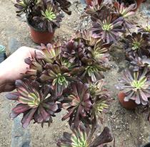 Qunsheng Halloween three fresh purple black Medusa decapitated red wheel Jin Mage new old pile copper Korean double