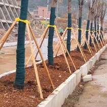 Engineering trees support fir triquad frame cabinet large tree anti-backwind bracket poplar stick