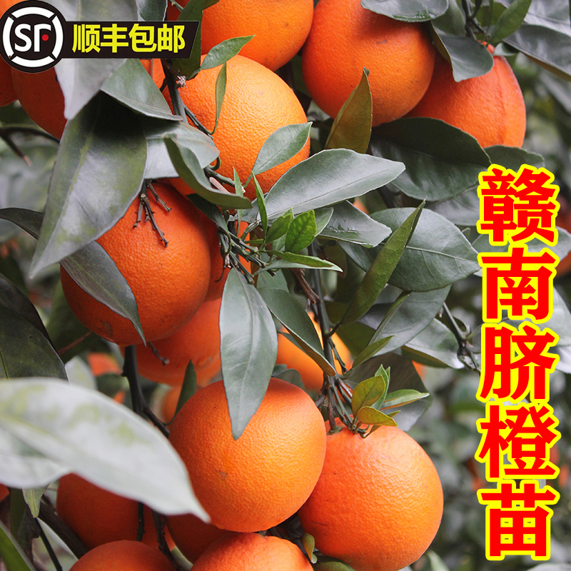 Jiangxi Ganannavel Orange Miao graft Nejole navel orange Miao Miao southern North cultivated fruit trees Miao Miao-Taobao