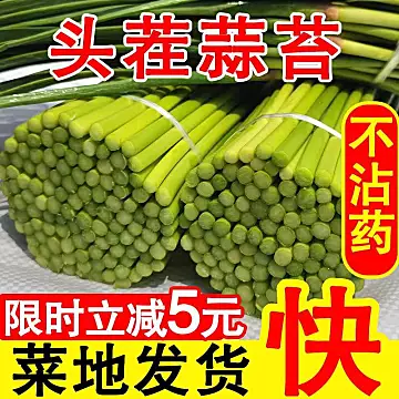 金壑！河南新鲜蒜薹5斤[5元优惠券]-寻折猪