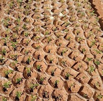 Degradable seedling Cup new paper cup tube honeycomb bag disposable seedling bag large new plastic bottomless