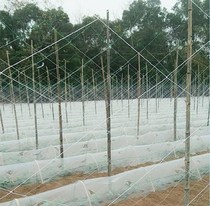 Tomato fence net climbing vine net pull rope pumpkin climbing nylon net net agricultural Dutch bean square rope green melon