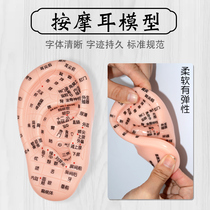 Ear acupoint model ear reflex zone Chinese medicine teaching auricle physiotherapy pressing meridian massage ear acupoint model