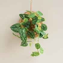 Malt Forest Small-leaf Silver Spotted Ge Nordic net red ins wind green plant indoor good maintenance landscape board hanging plants