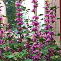 Flower seed cake sunflower seed Sunflower Money Purple Flower Sunflower Seed Seeds All Season Easy To Live High Pole Open-air Courtyard Flower Sea