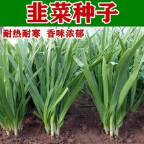Leek seed 791 large leaf fragrant leek seed heat resistant and cold summer autumn Seasons Four Seasons Balcony Potted Field Vegetable Seed