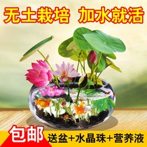 Bowl Lotus Water Bacon Plant Mini Four Seasons Open Flower Mix Good Raising Indoor Flowers Potted Lotus Flower Raising Sleeping Lotus Aquatic Species