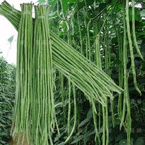 The unbeaten long cowpea seed beans pa teng jia bean seeds in early maturing and high grain yield yi zhong shu cai zhong holes four seasons Multicast